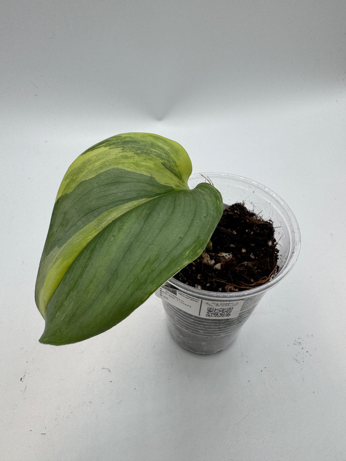 Scindapsus Rubicon