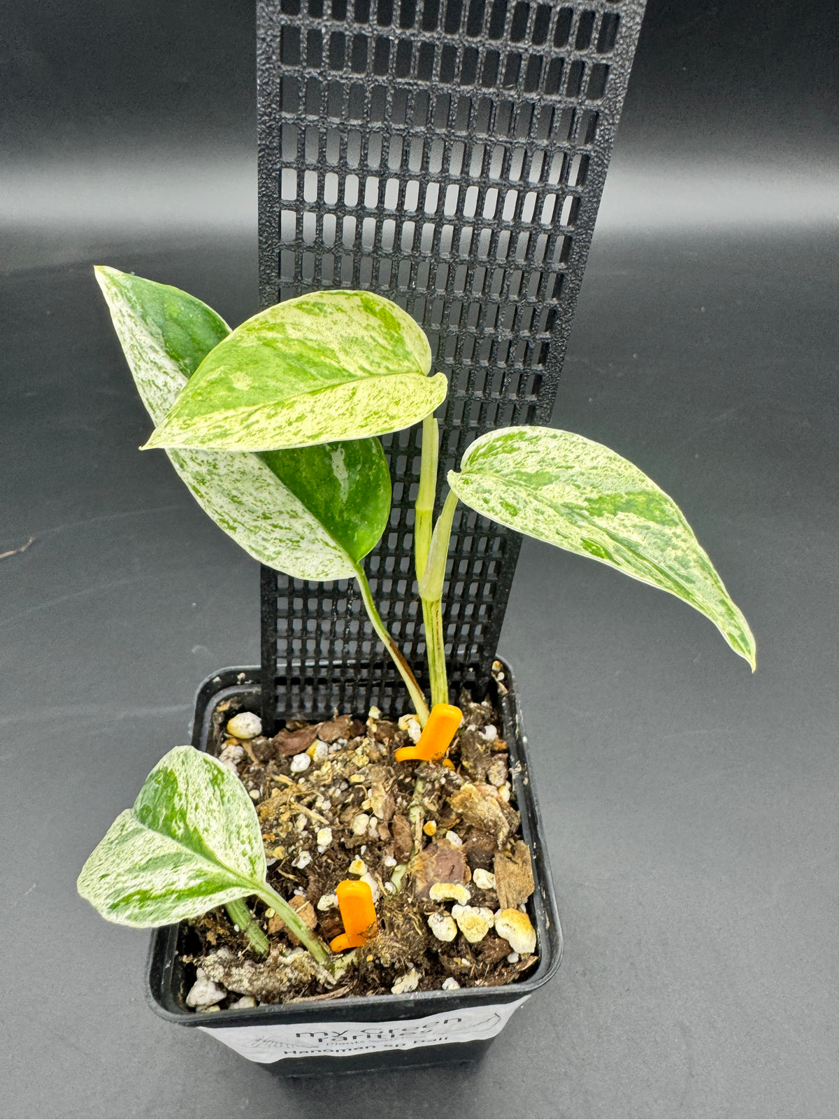Epipremnum hanoman sp Bali