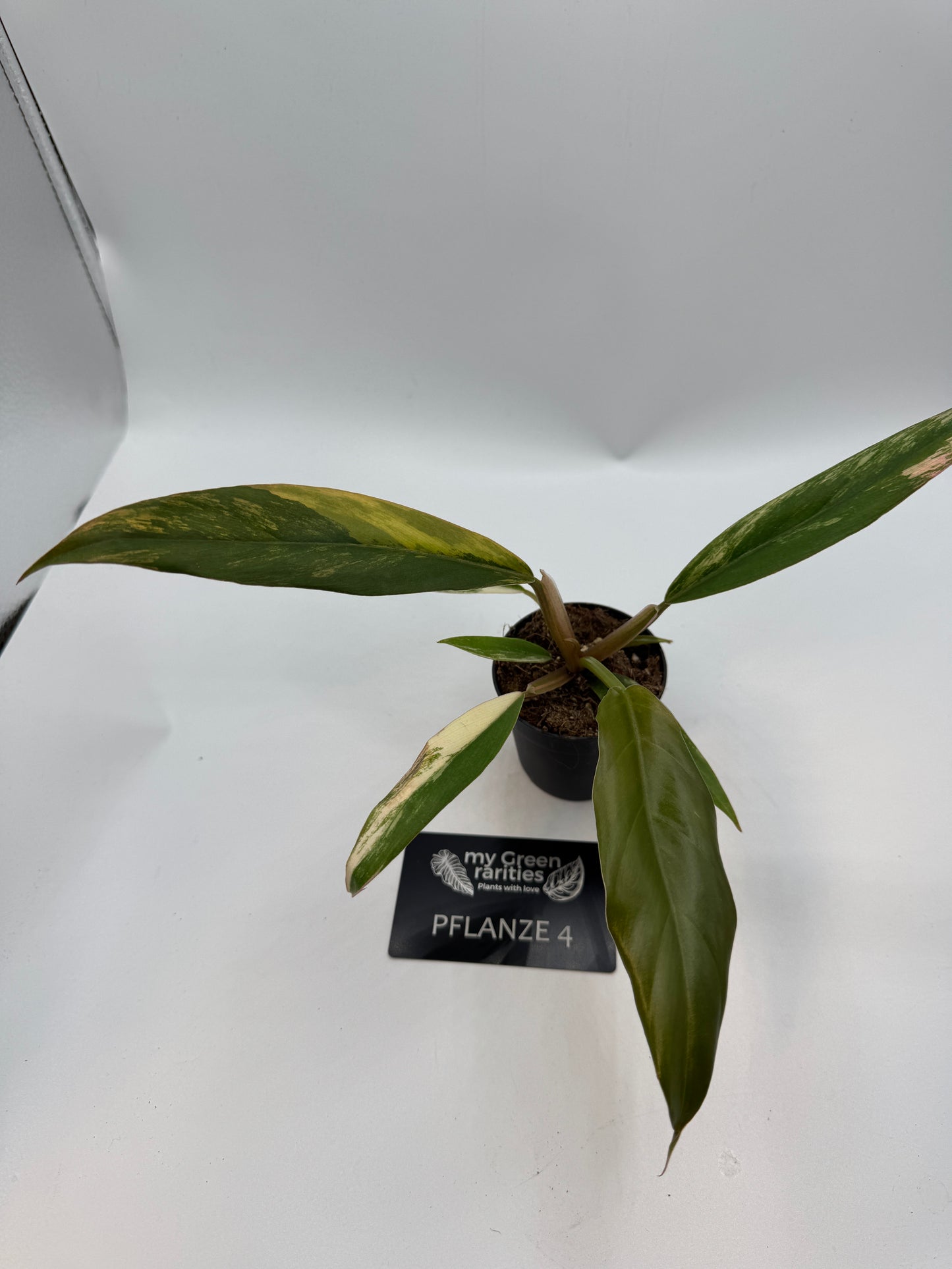 Philodendron caramel Marble variegata