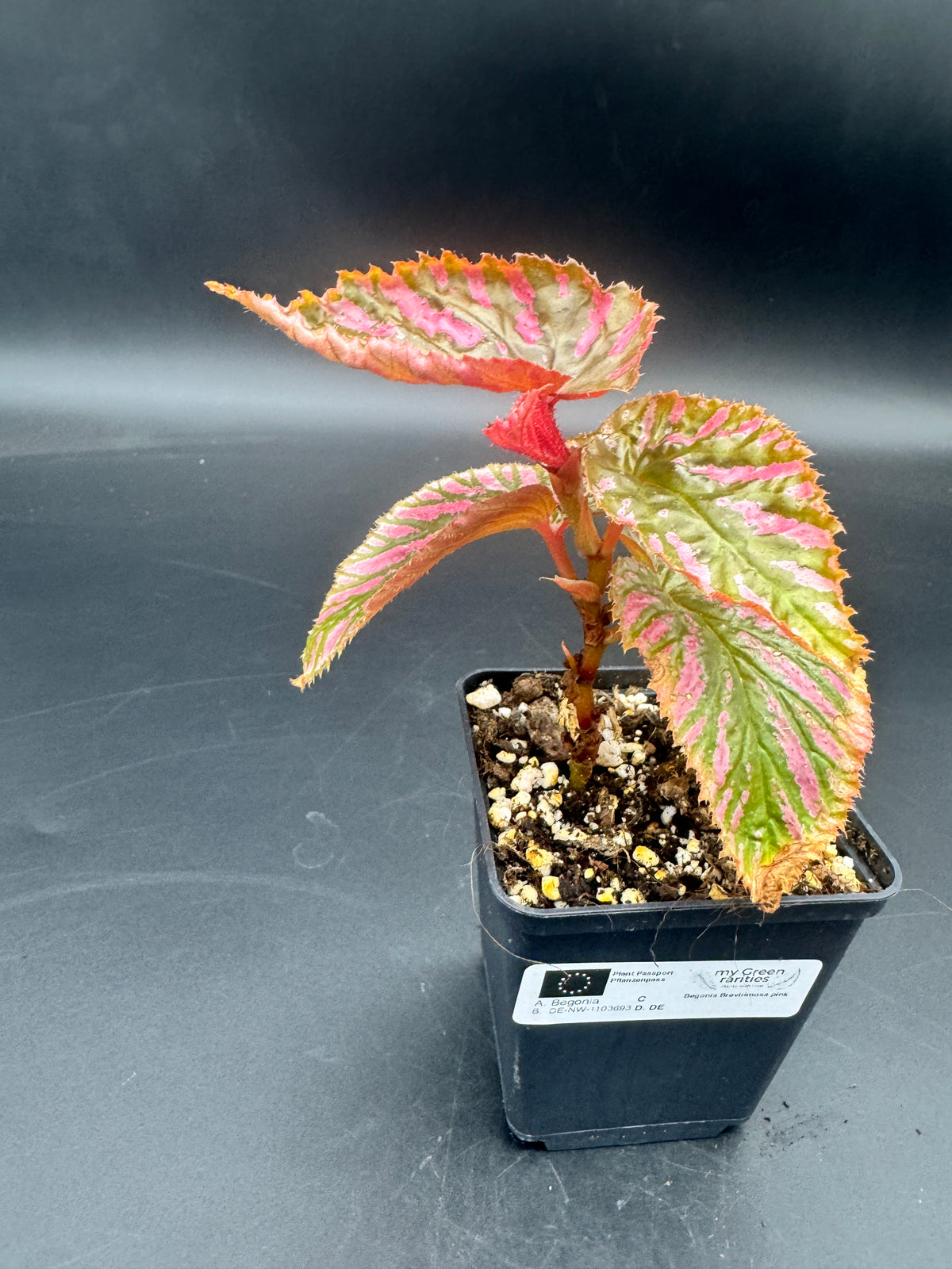 Begonia Brevirimosa