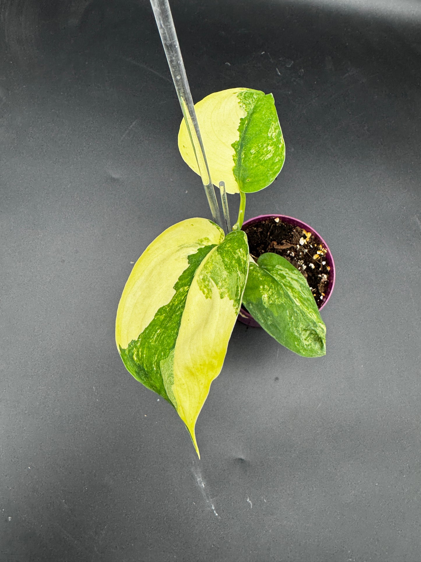 Scindapsus Jade Satin Aurea