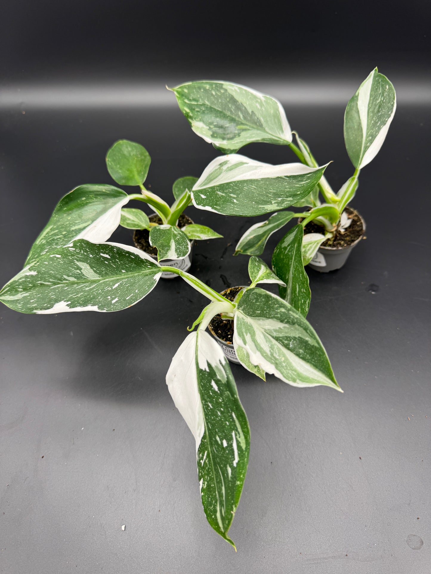 Philodendron White wizard