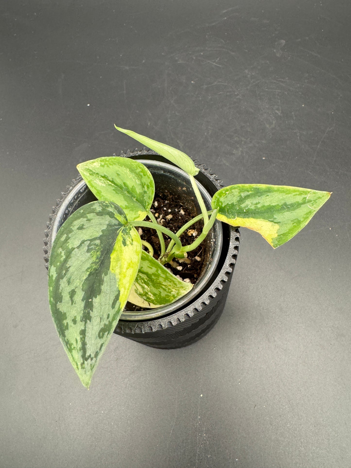 Scindapsus Apolaki