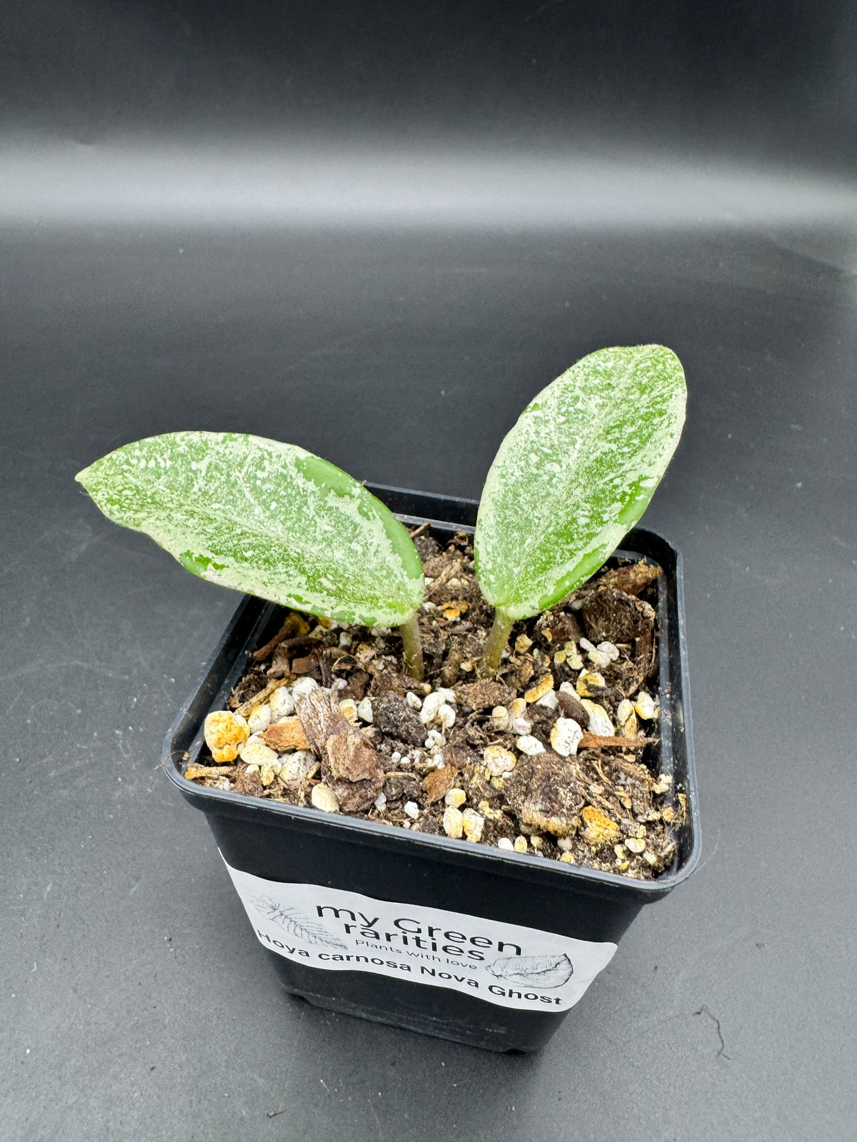 Hoya carnosa Nova Ghost