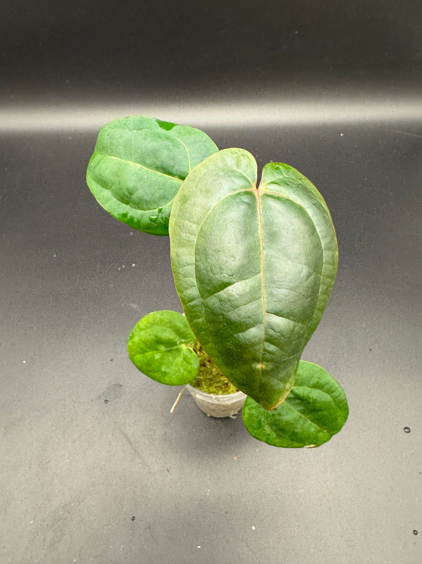 Anthurium AoS dfxgf × Michelle