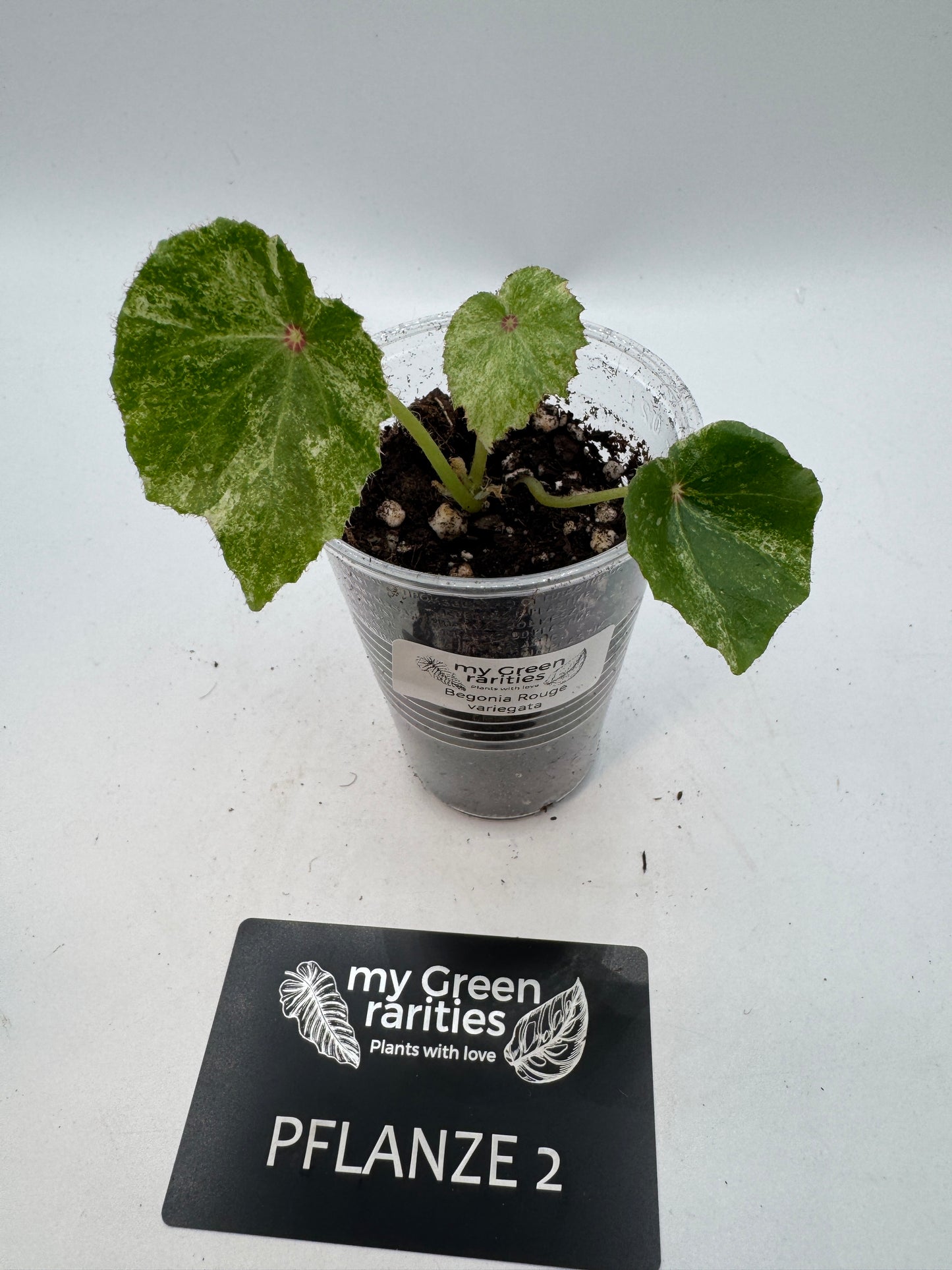 Begonia Rouge variegata