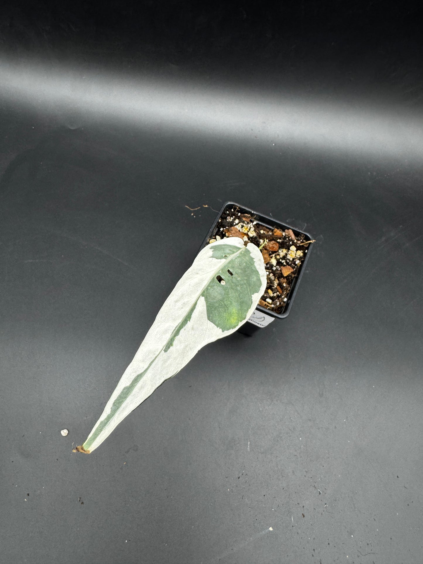 Epipremnum pinnatum Ghostie