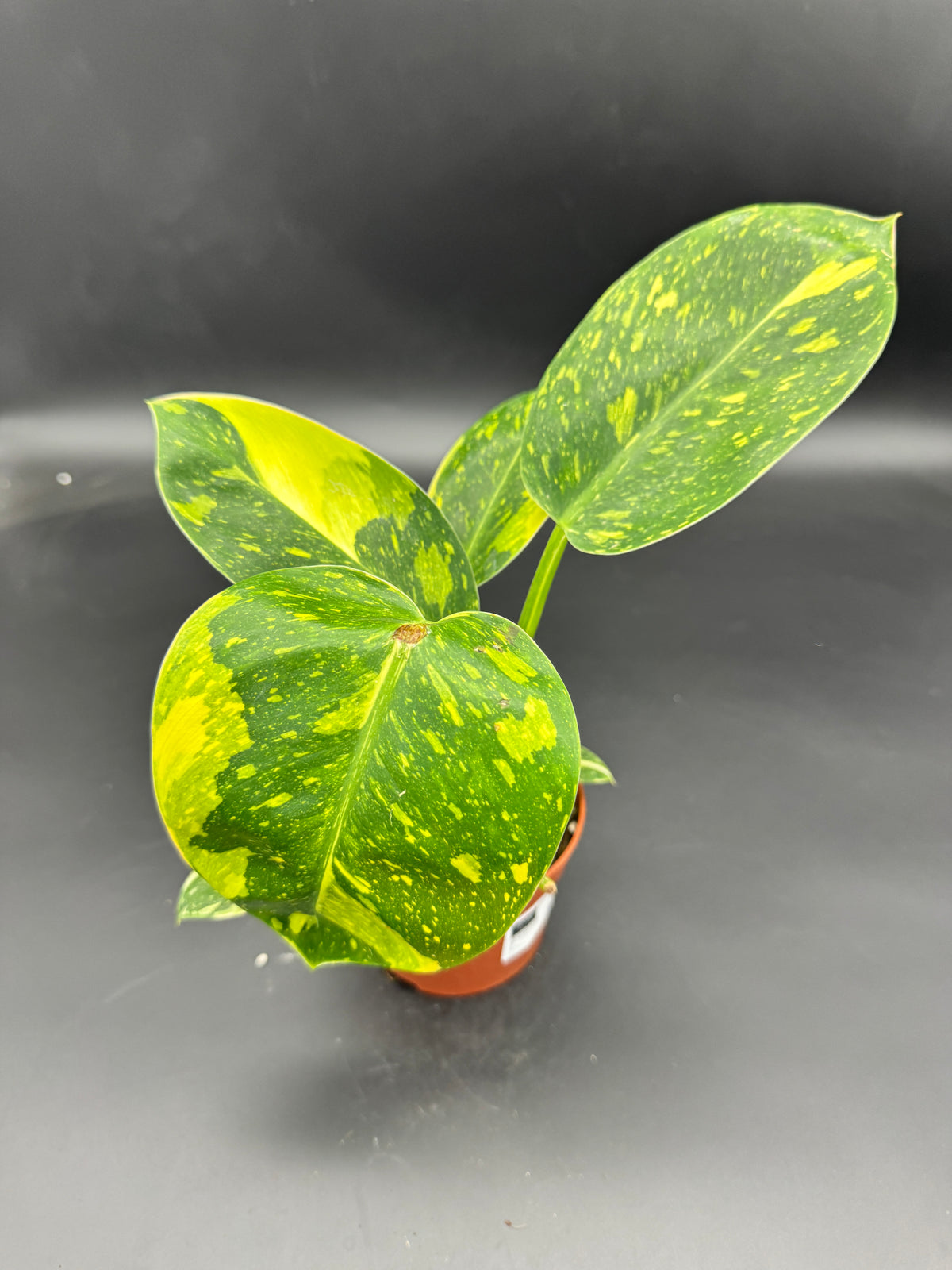 Philodendron Green Kongo variegata