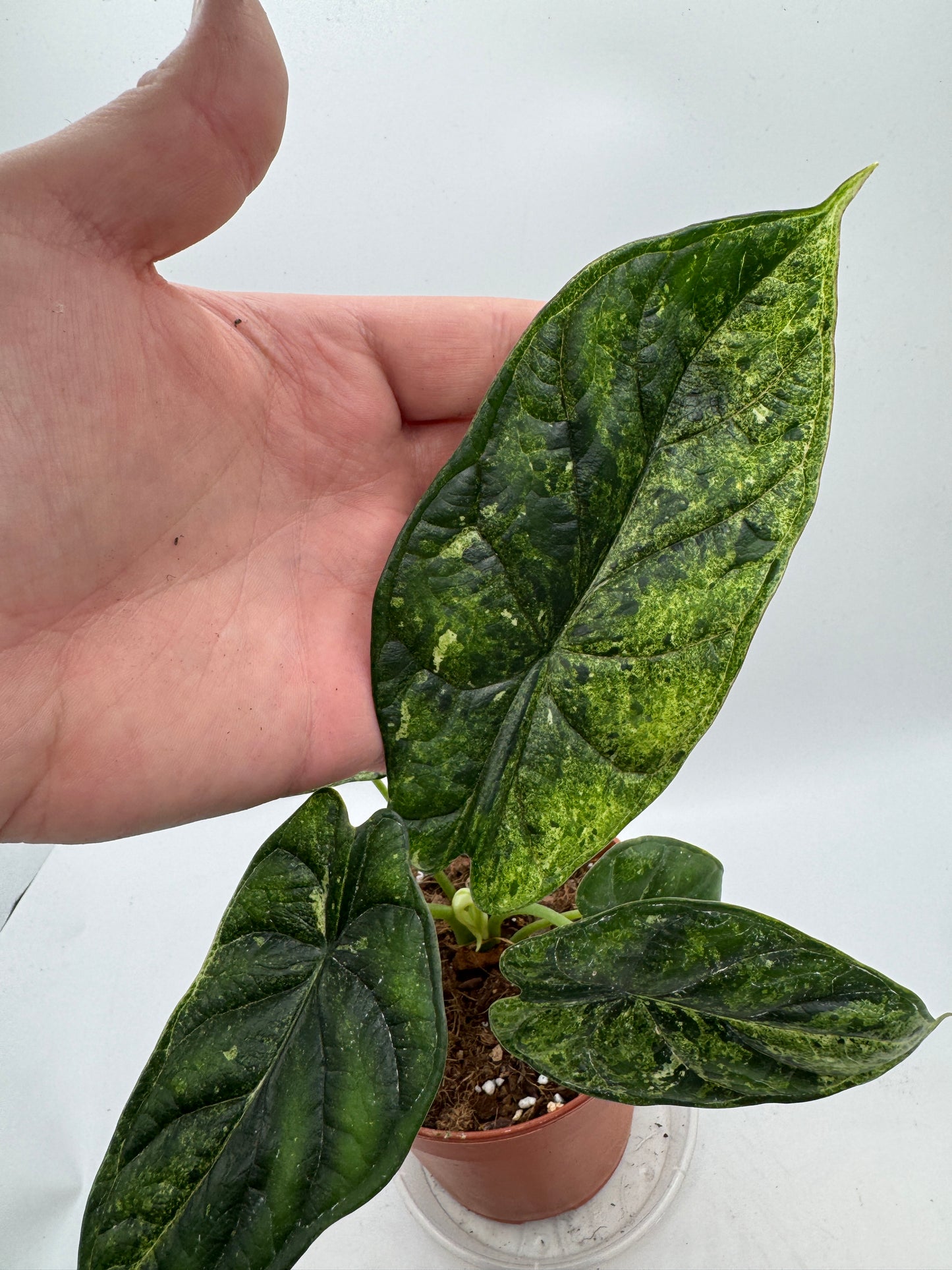 Alocasia Dragon Scale mint variegata