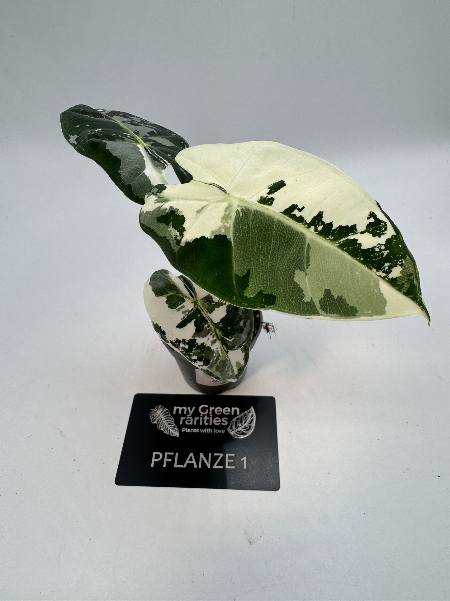 Alocasia Frydek variegata