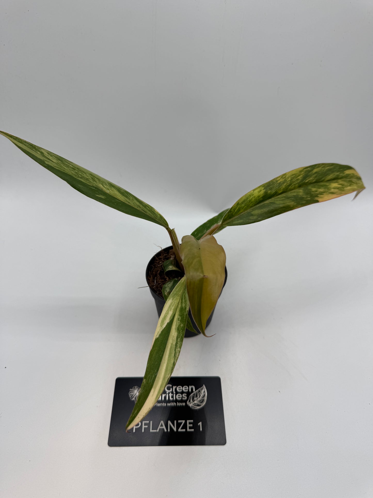 Philodendron caramel Marble variegata