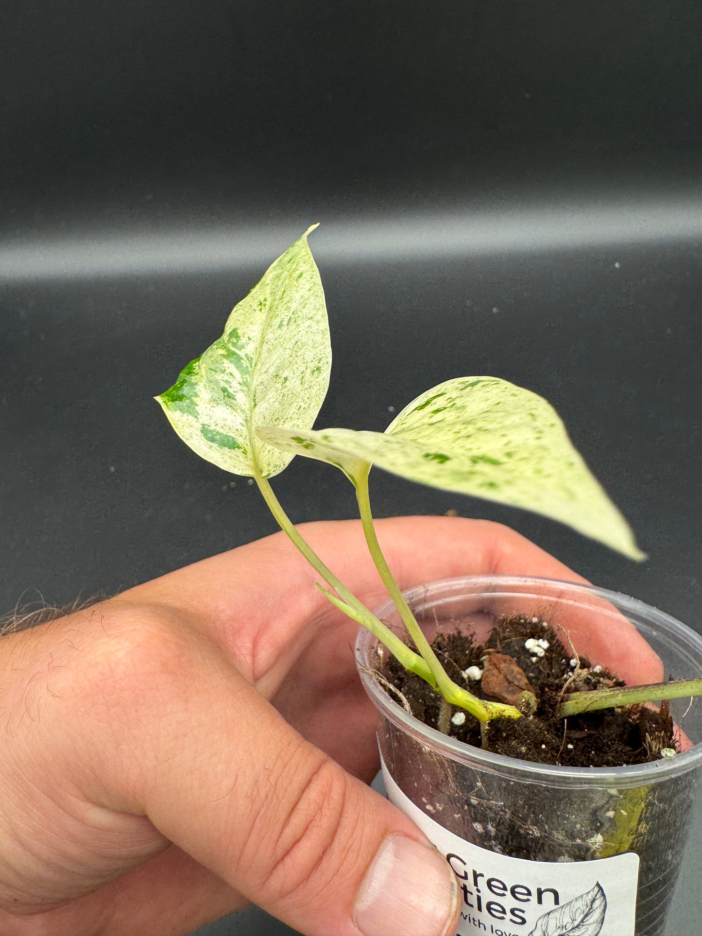 Epipremnum hanoman sp Bali