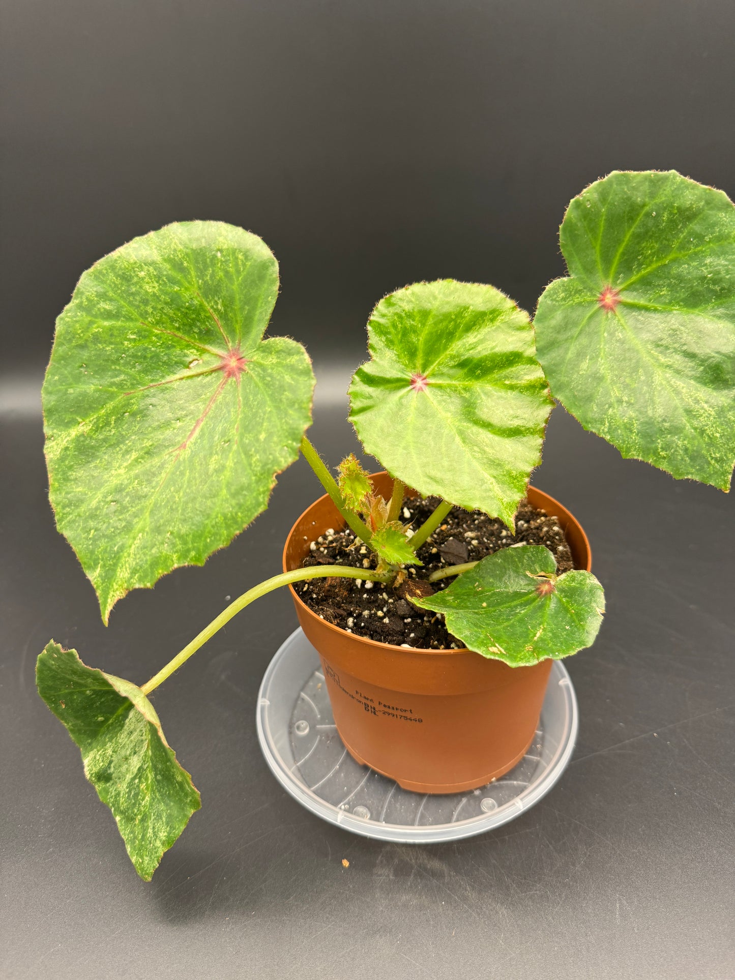 Begonia Rouge variegata