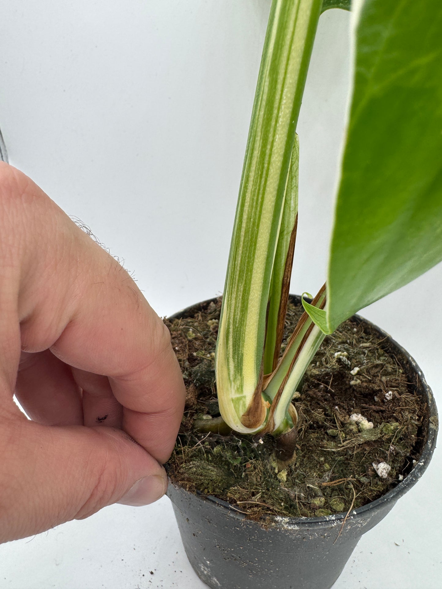 Monstera deliciosa variegata