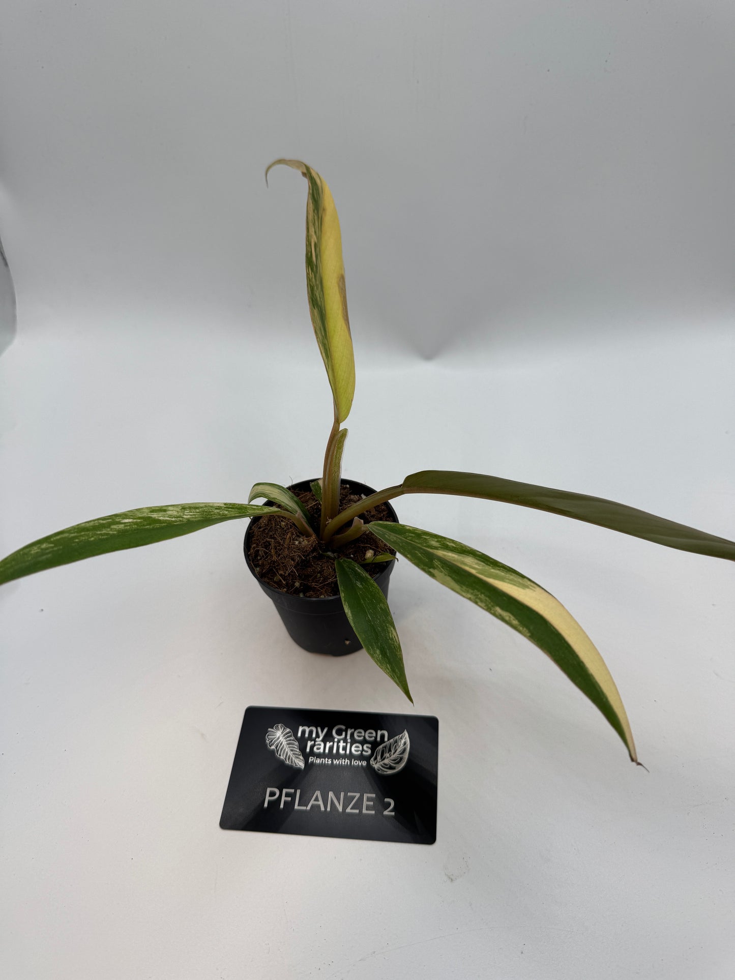 Philodendron caramel Marble variegata