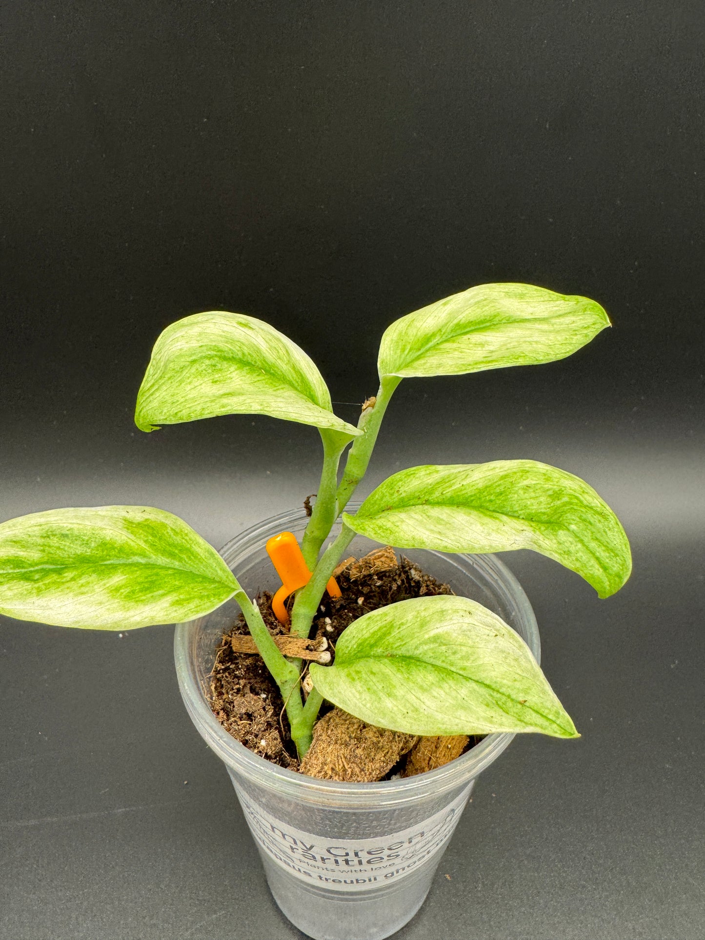 Scindapsus treubii ghost mint variegata