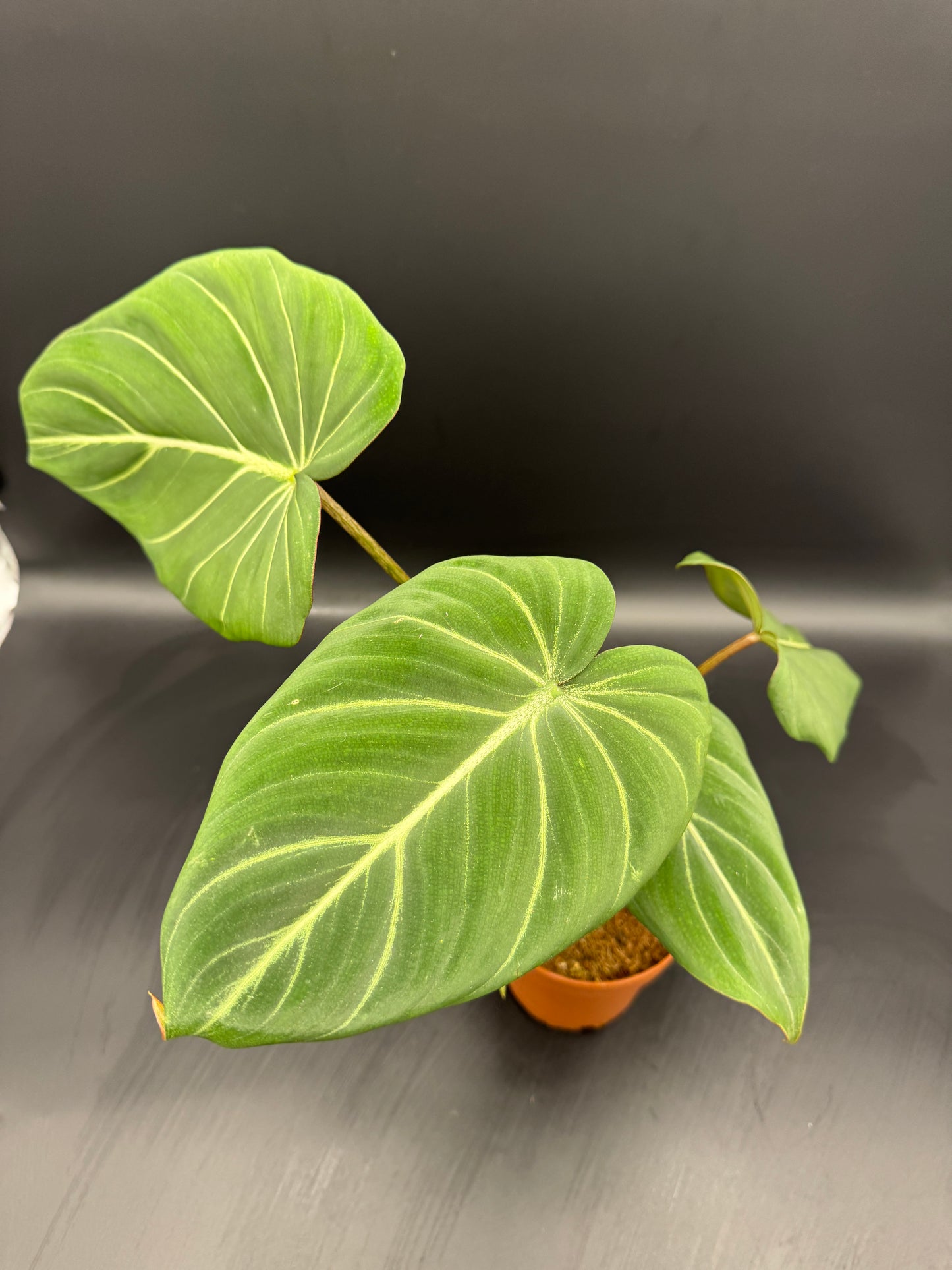 Philodendron Gloriosum