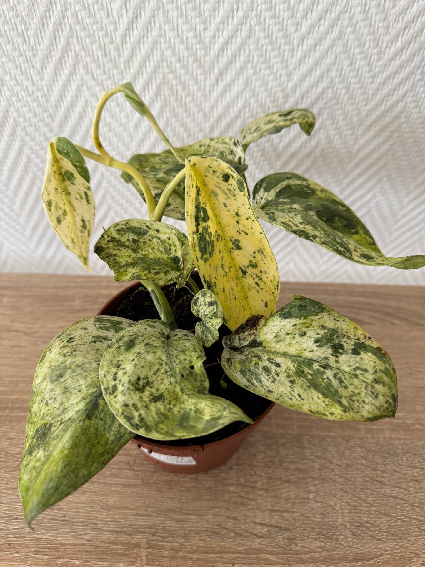 Scindapsus Jade Satin Creme brulee mit 2 Trieben