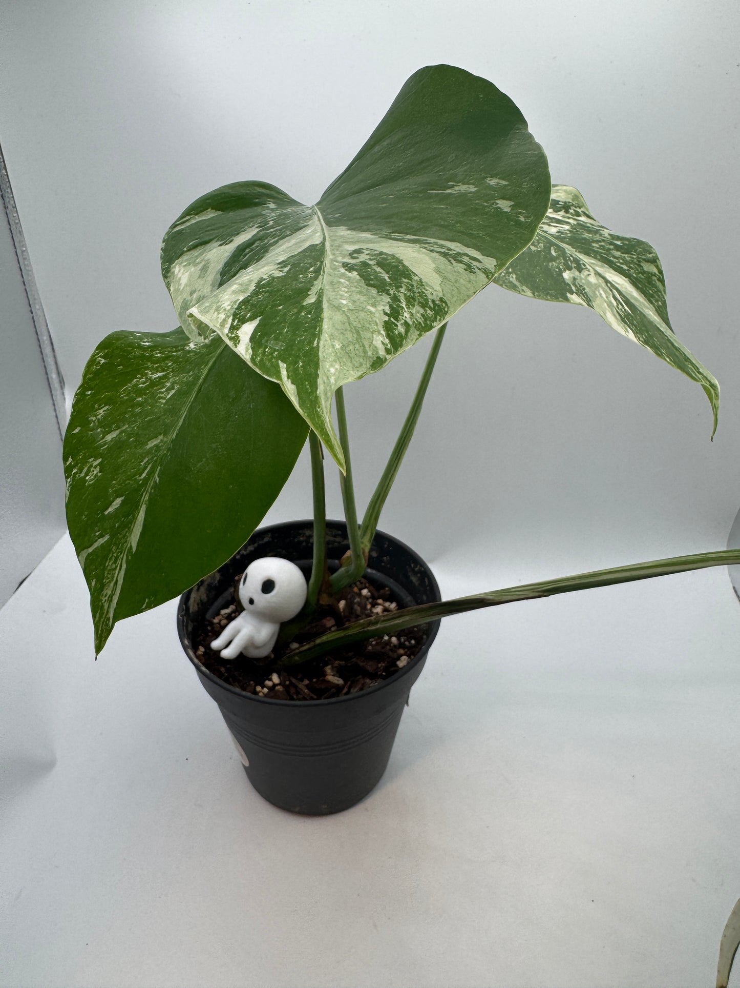 Monstera deliciosa variegata
