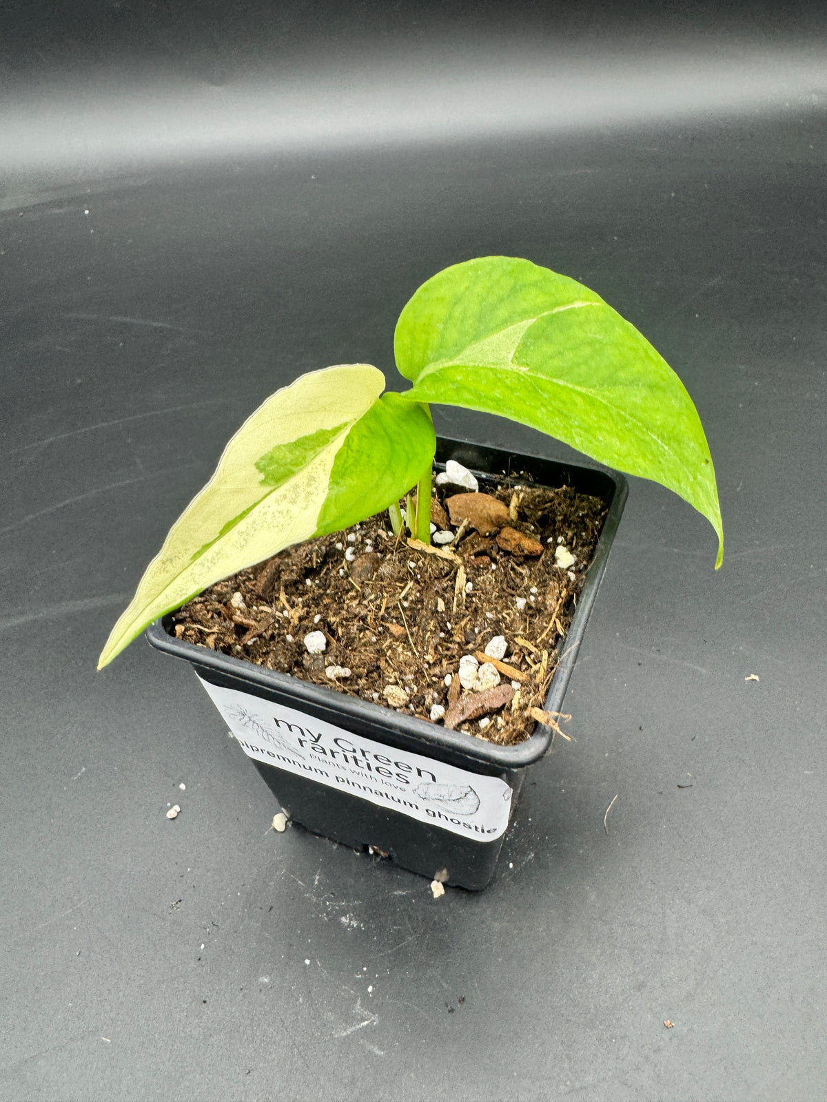 Epipremnum pinnatum Ghostie