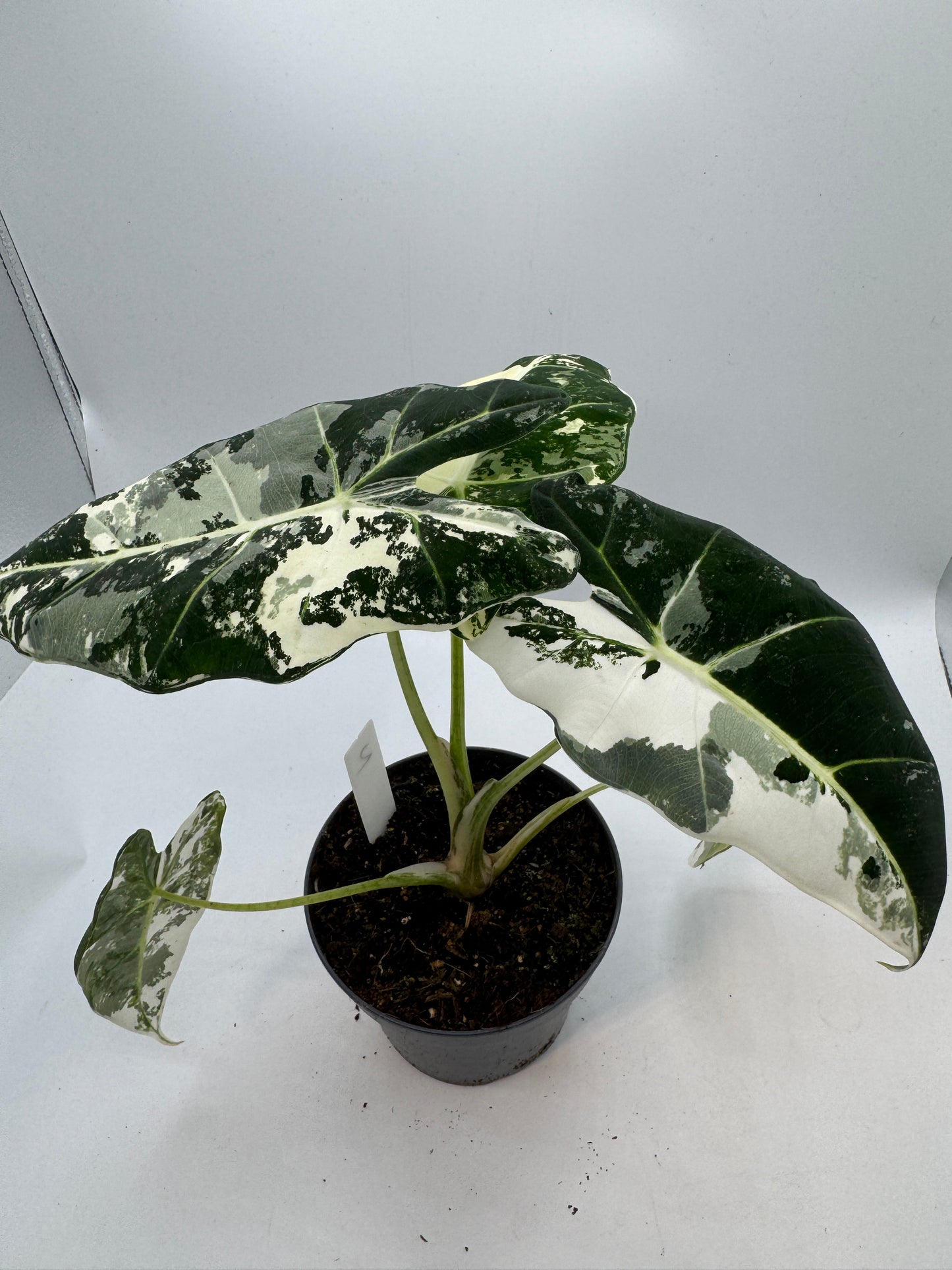 Alocasia Frydek variegata groß