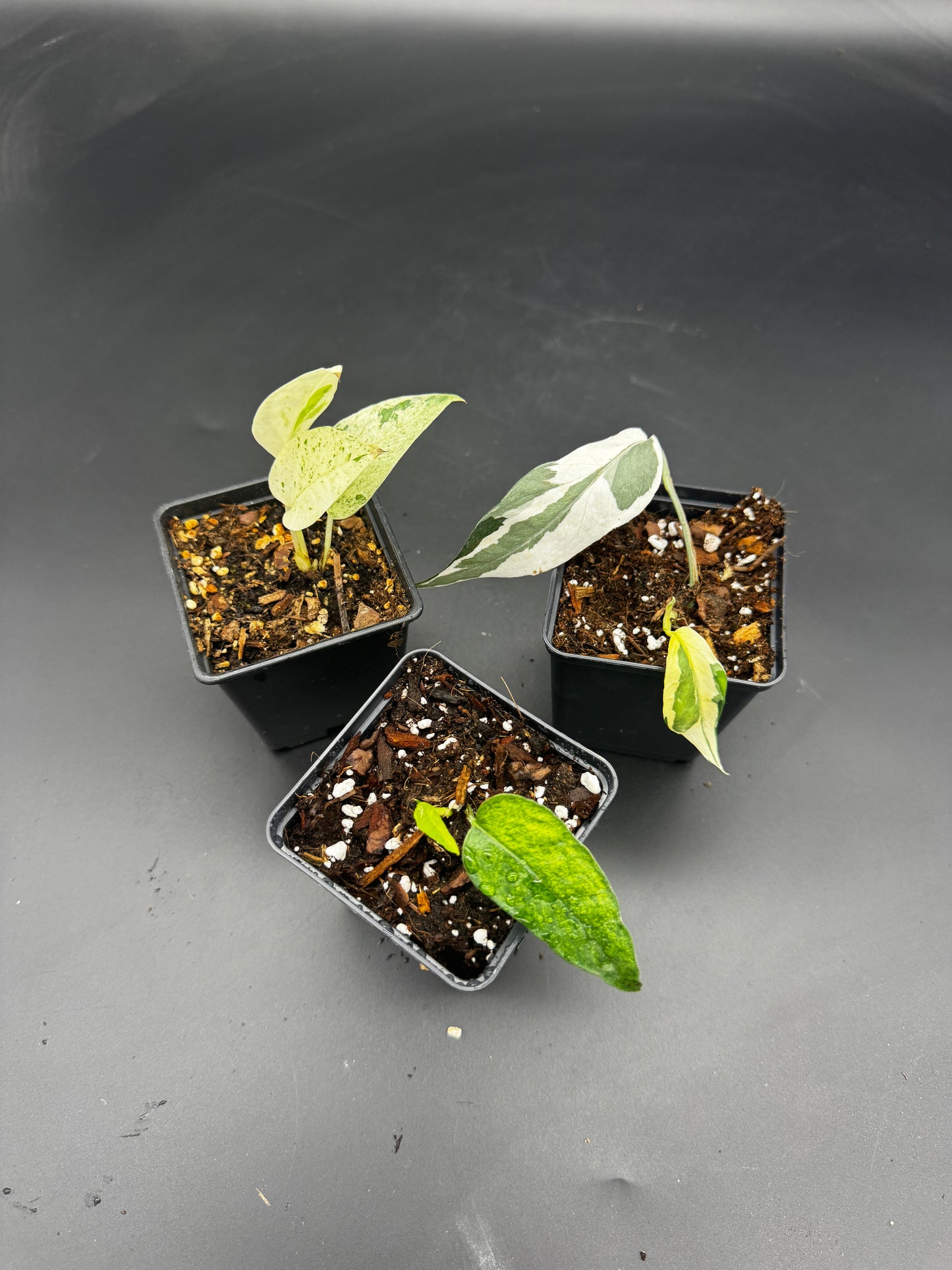 🌿 Epipremnum Collector‘s Trio