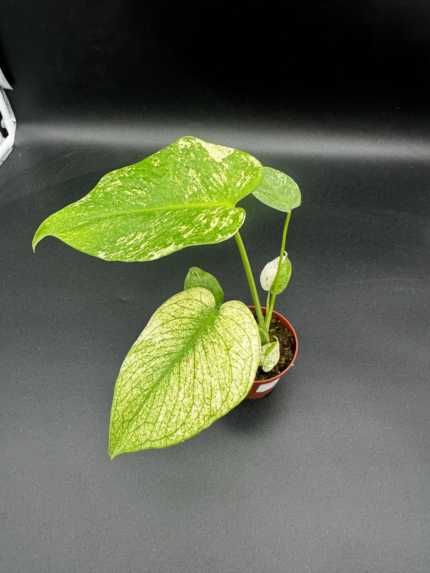 Monstera Mint variegata