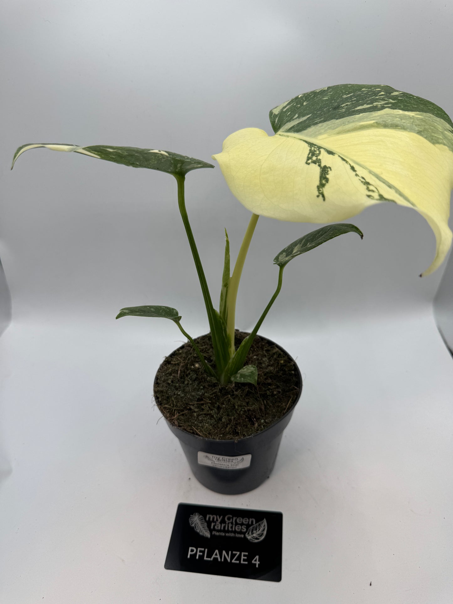 Monstera Thai constelation