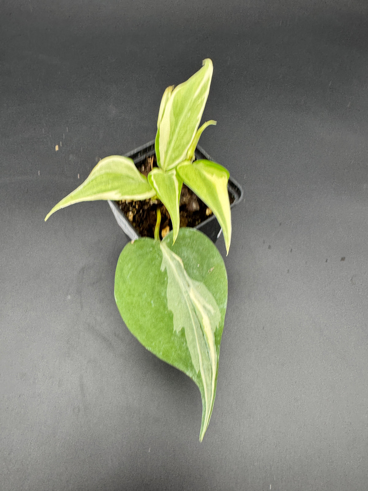 Philodendron hederaceum Rio