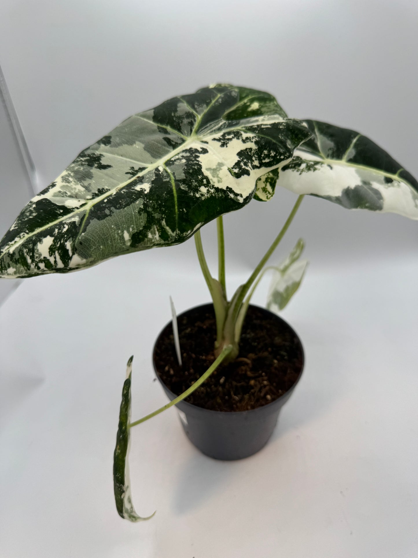 Alocasia Frydek variegata groß