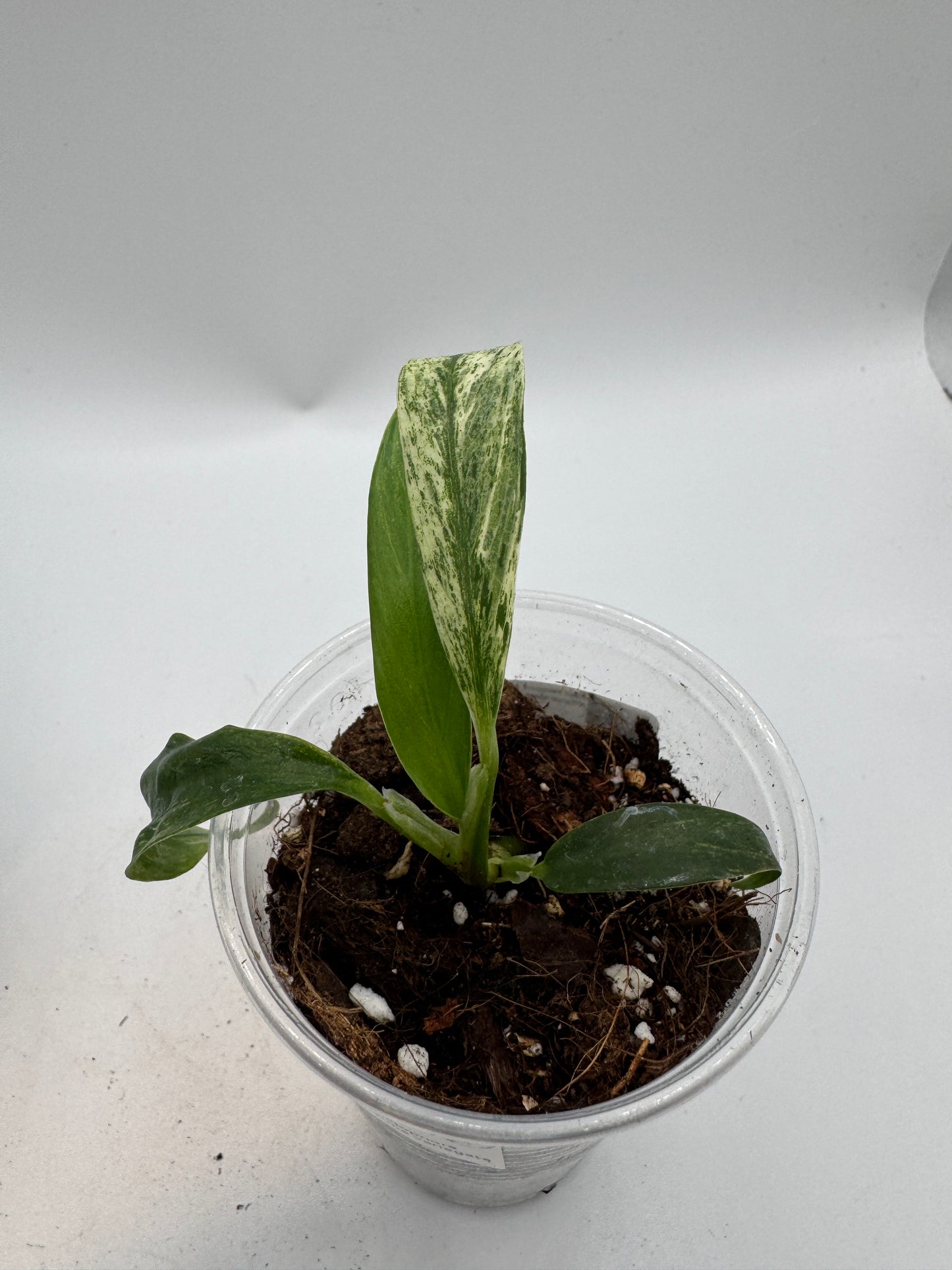 Rhaphidophora Megasperma variegata