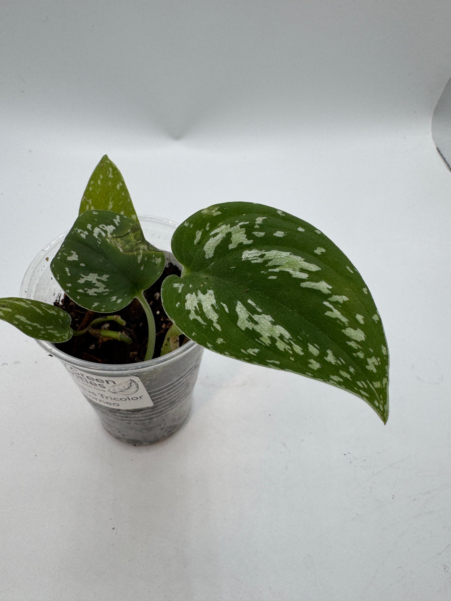 Scindapsus Tricolor sp Borneo