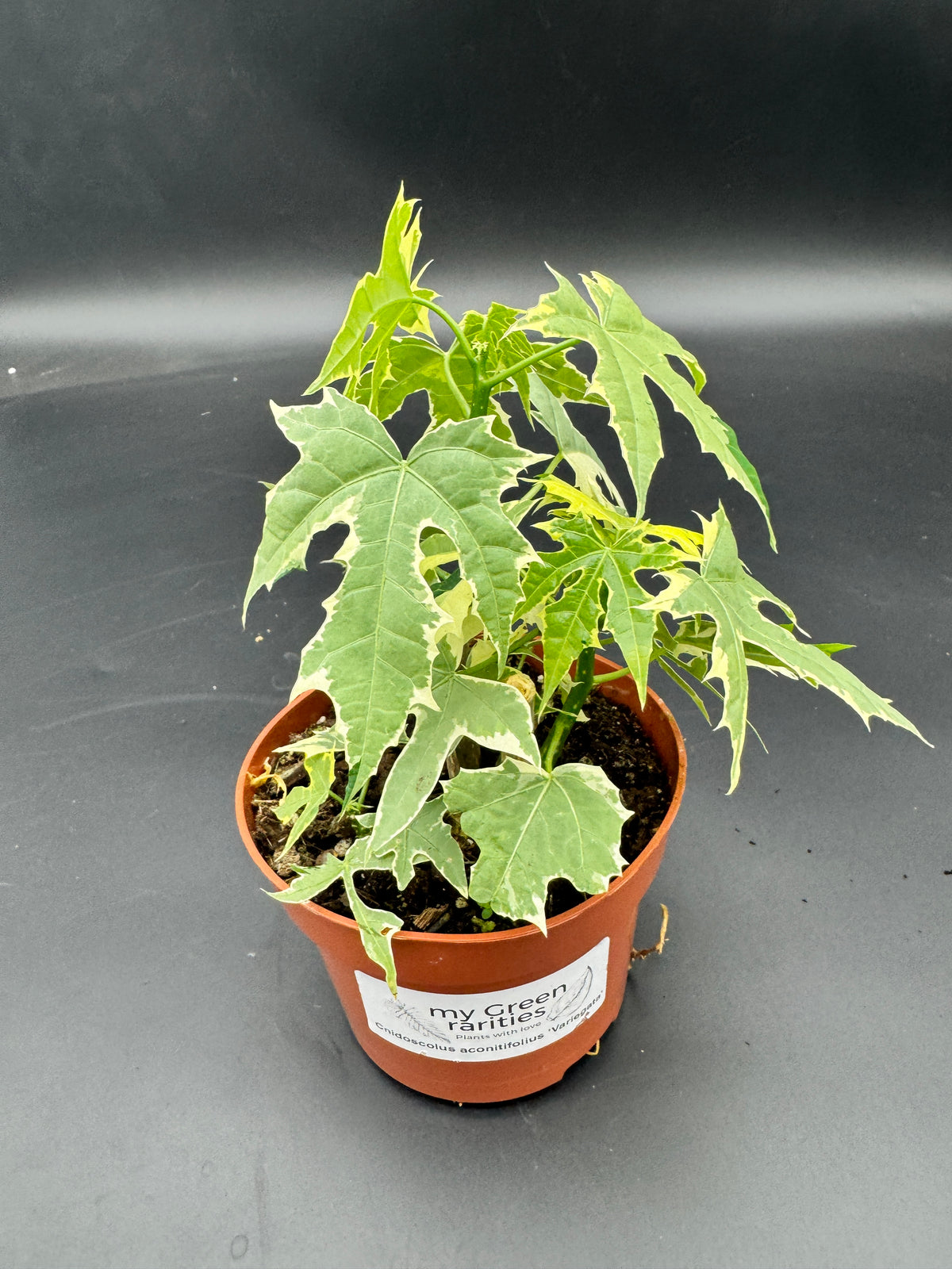 Cnidoscolus aconitifolius Variegata