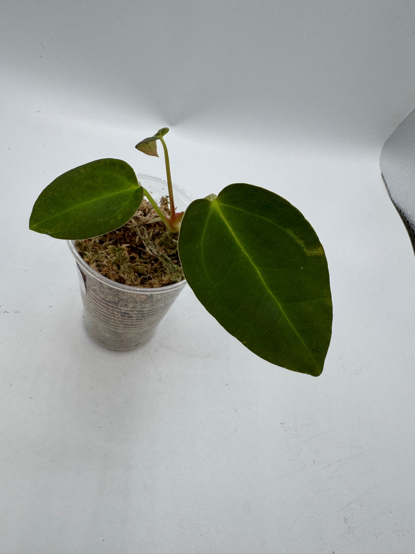 Anthurium NOID