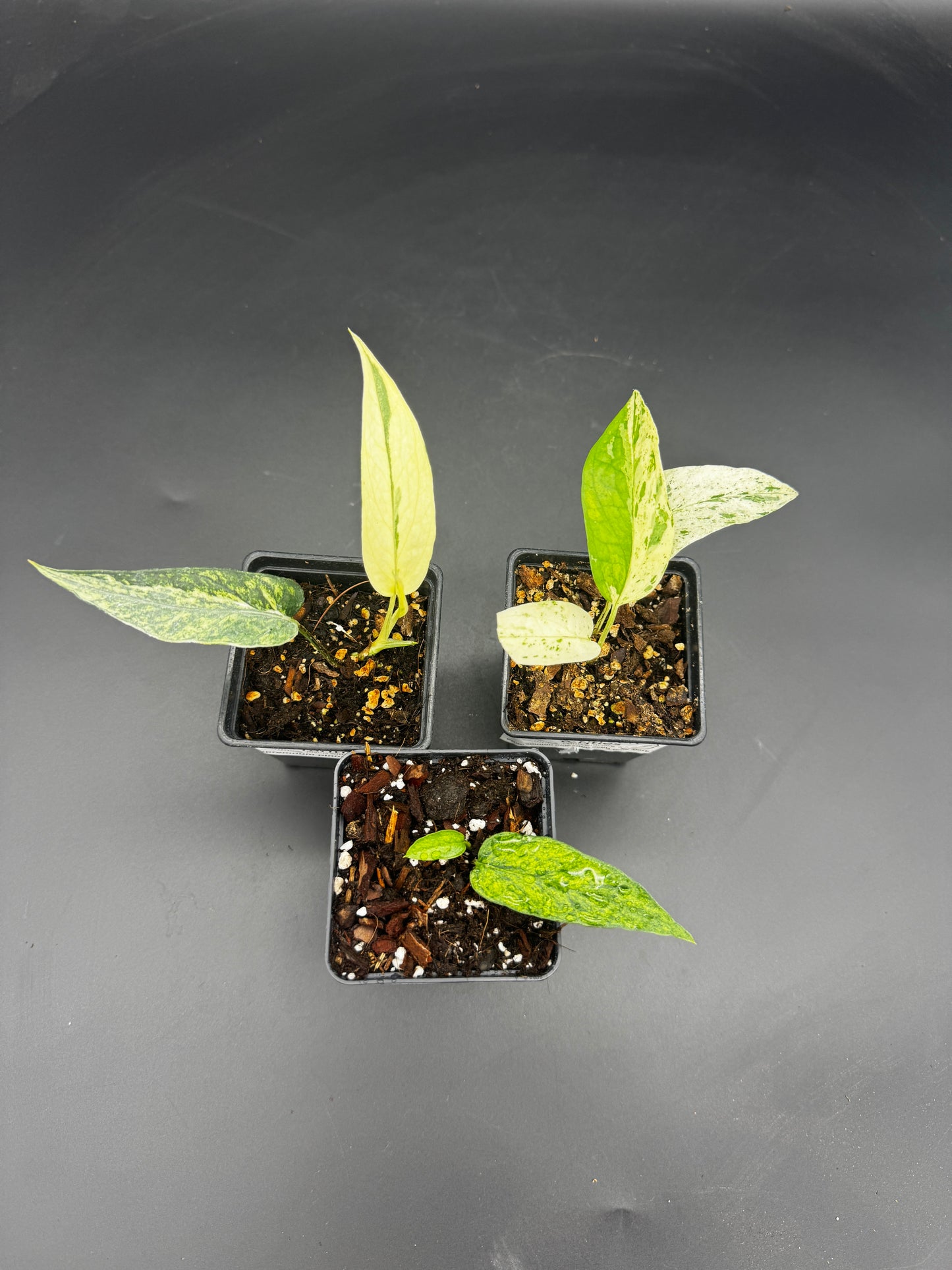 🌿 Epipremnum Collector’s Trio ⭐