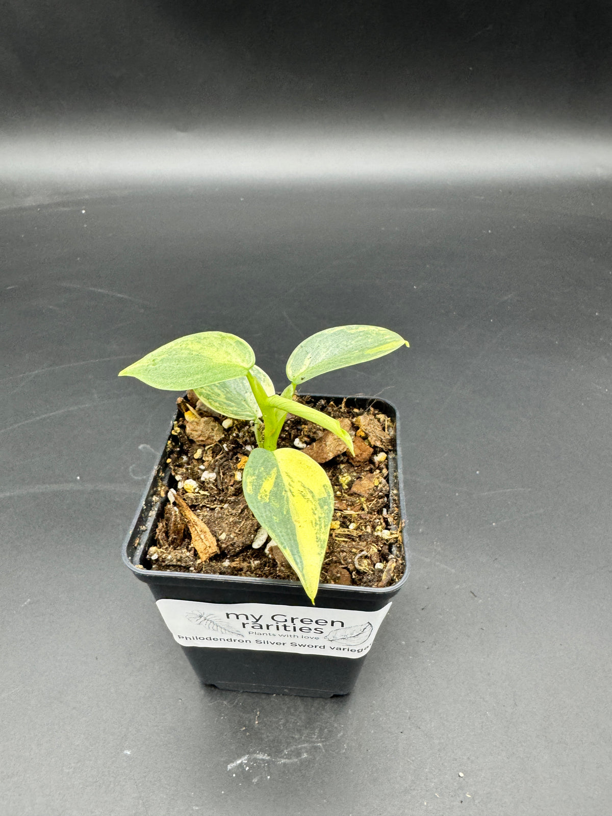 Philodendron Silver Sword variegata