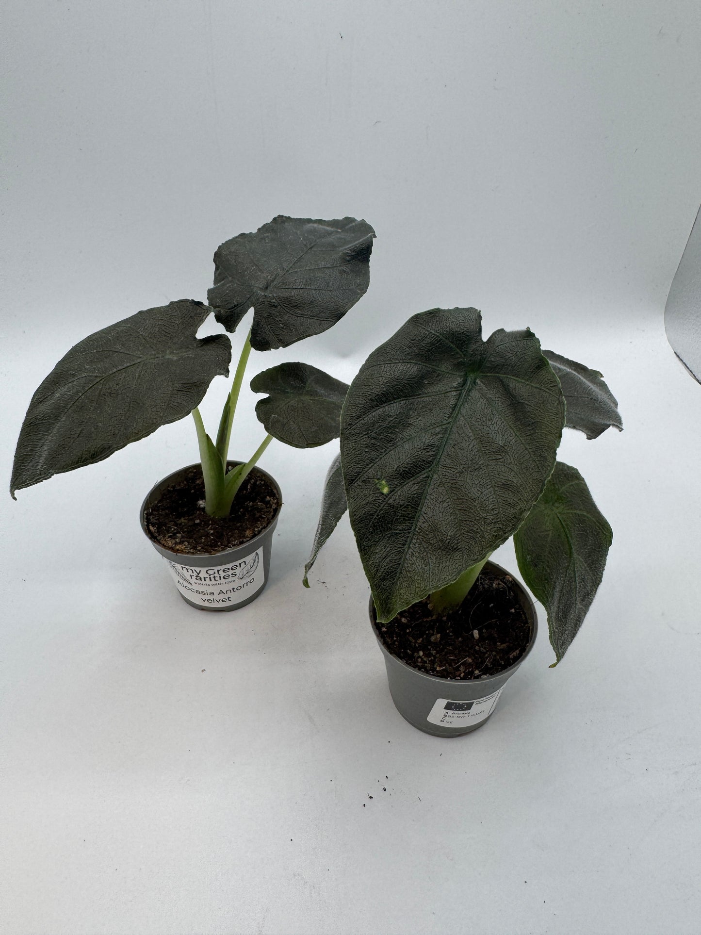 Alocasia antorro velvet