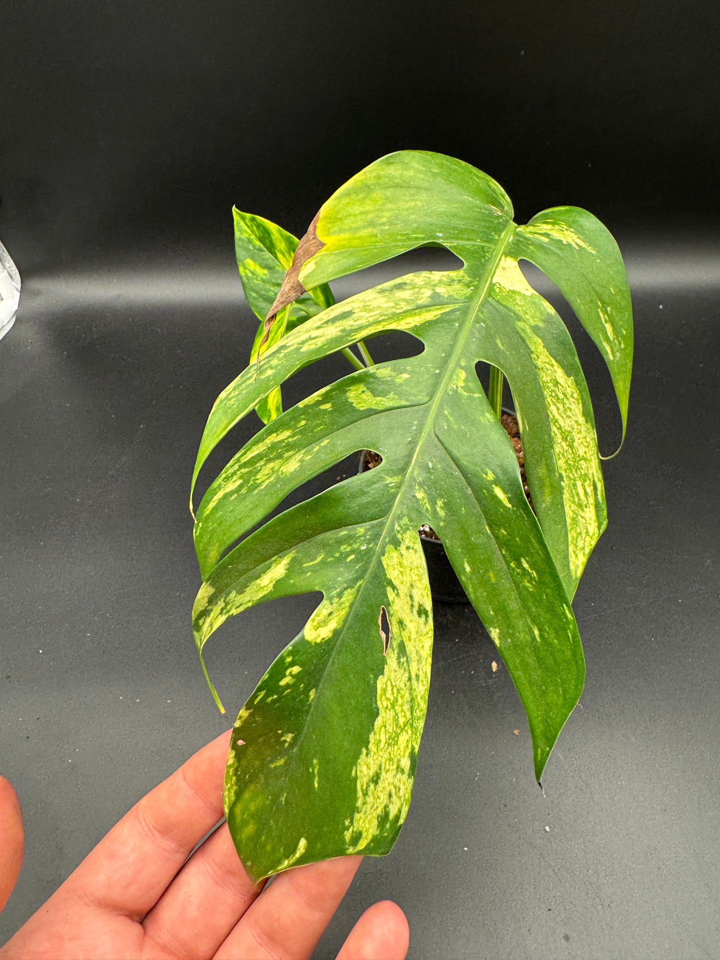 Epipremnum pinatum kujang yellow Flame