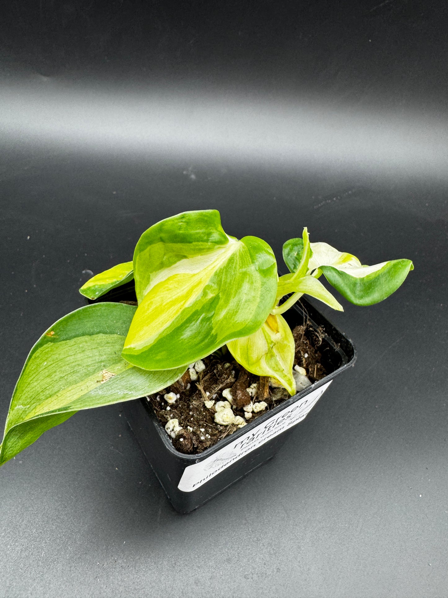 Philodendron cream Splash