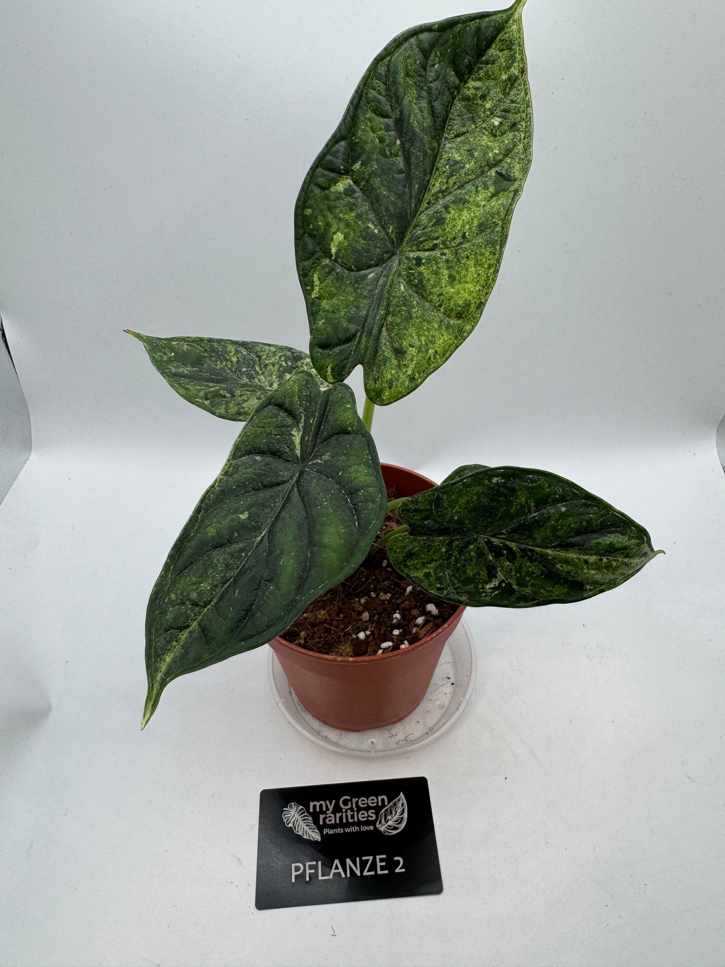 Alocasia Dragon Scale mint variegata