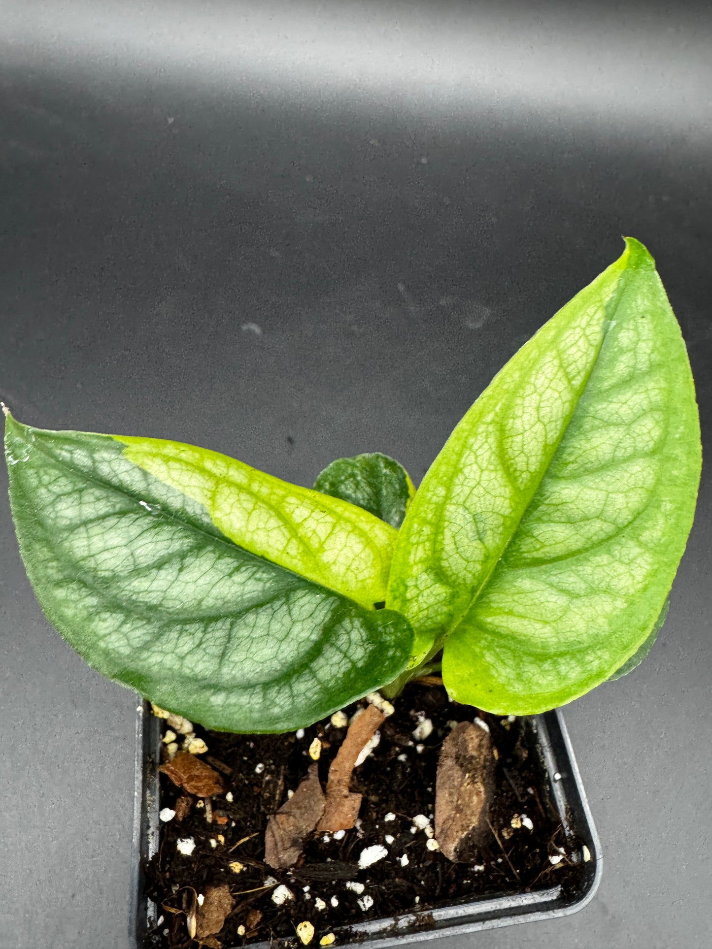 Monstera siltepecana Aurea variegata