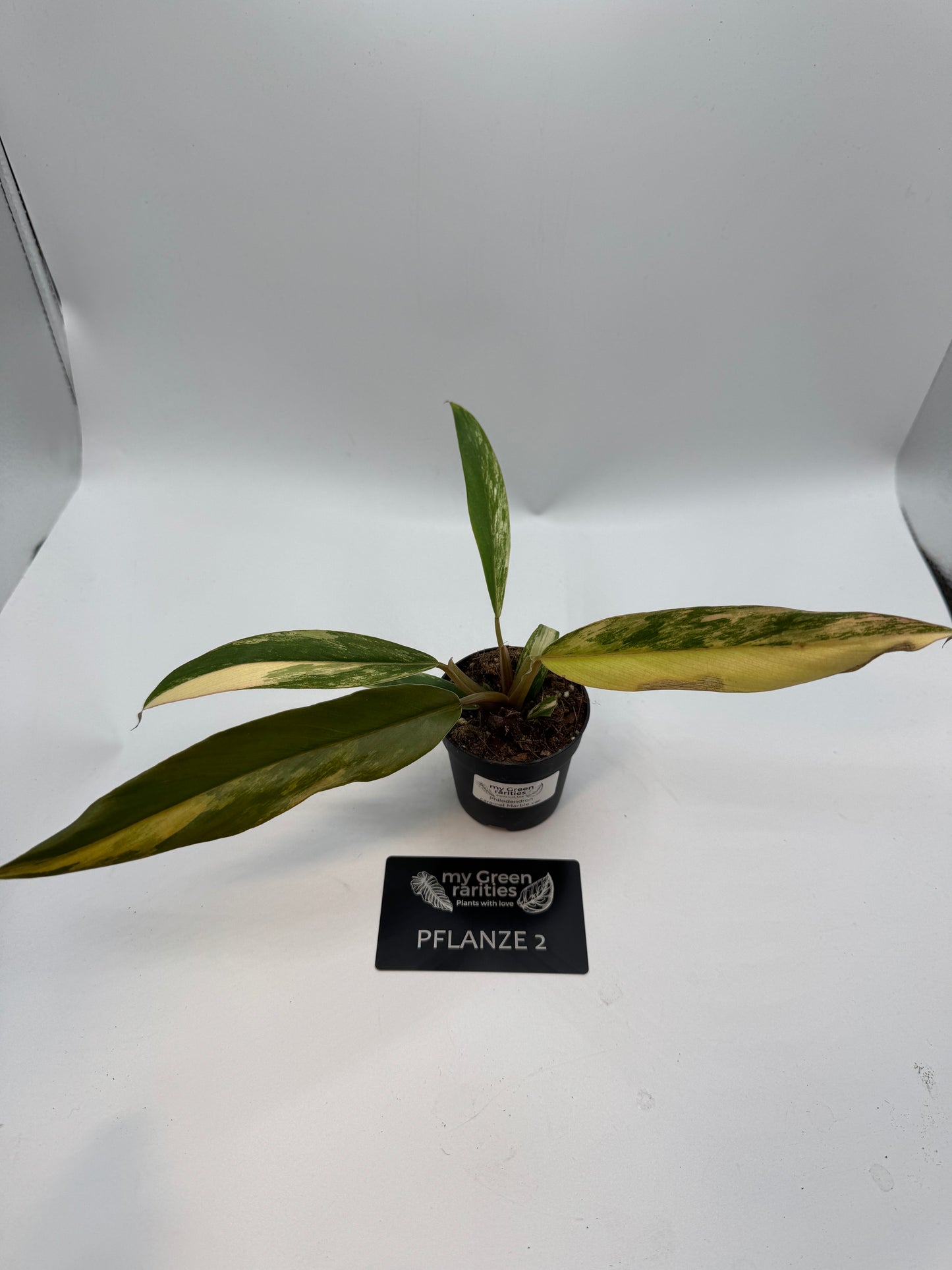 Philodendron caramel Marble variegata