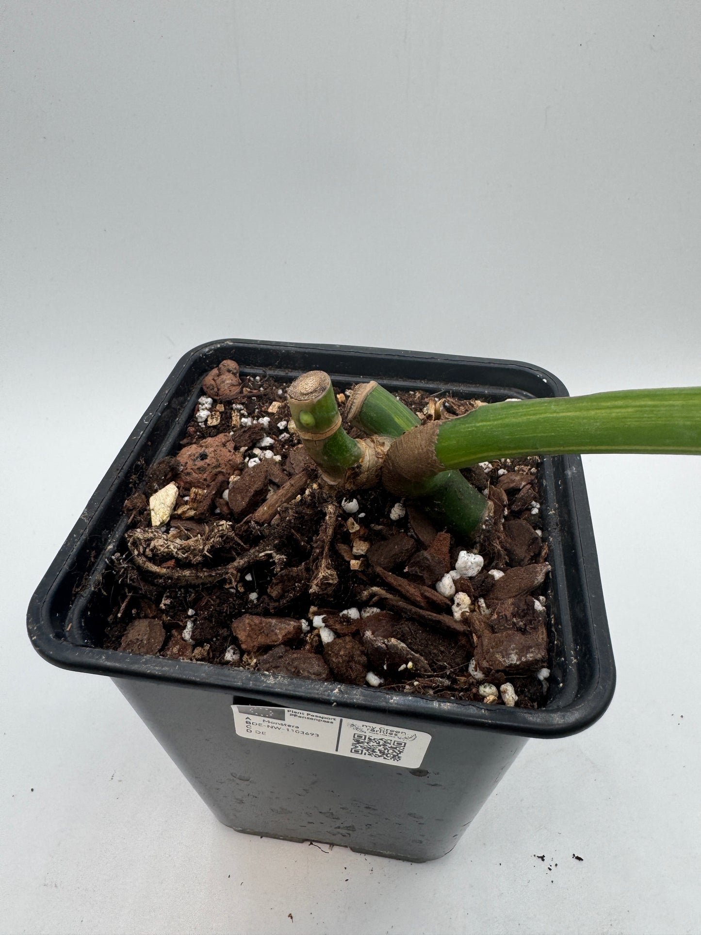 Monstera deliciosa aurea Basis mit mind. 1 Auge