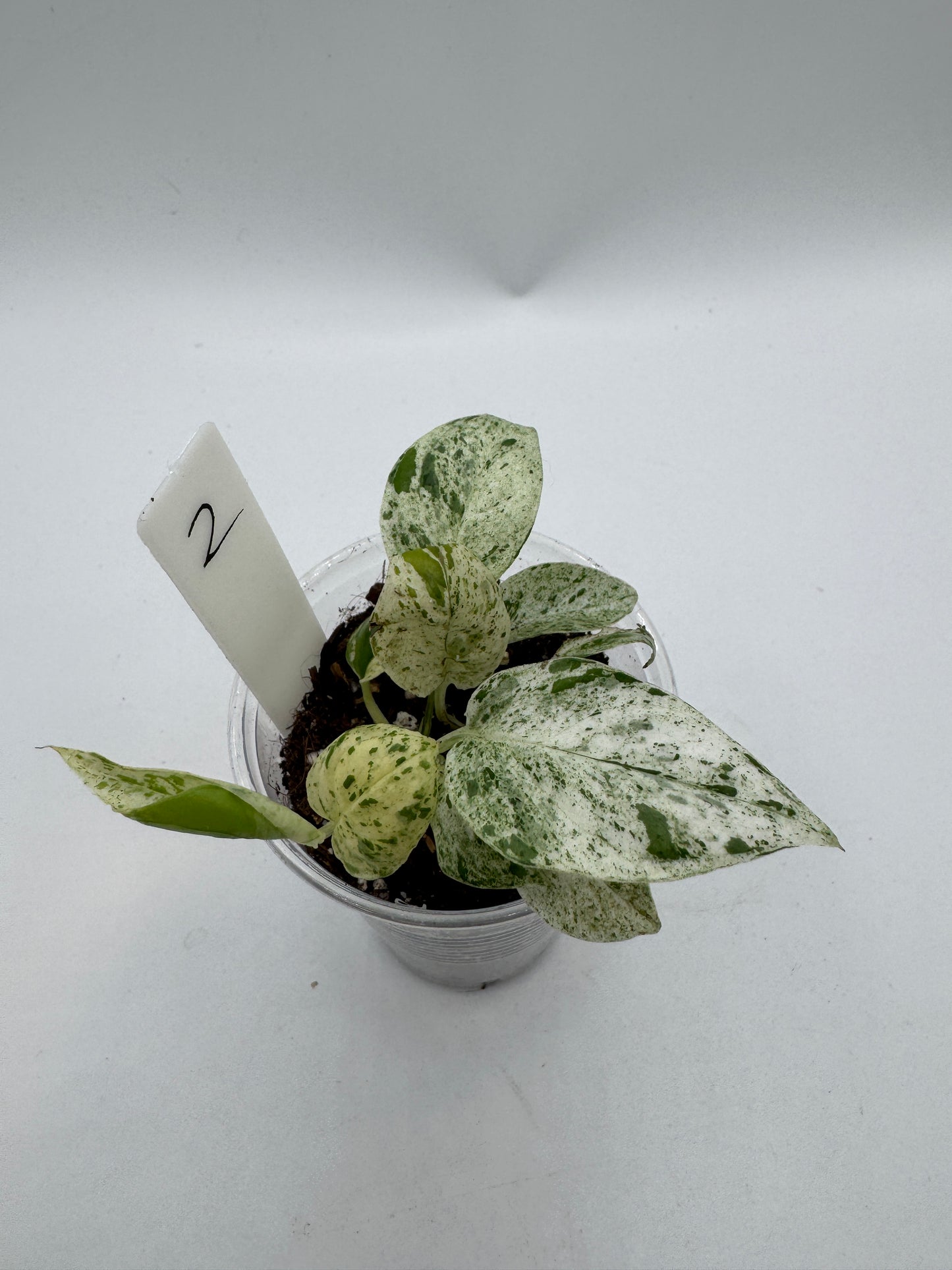 Epipremnum pinnatum marble