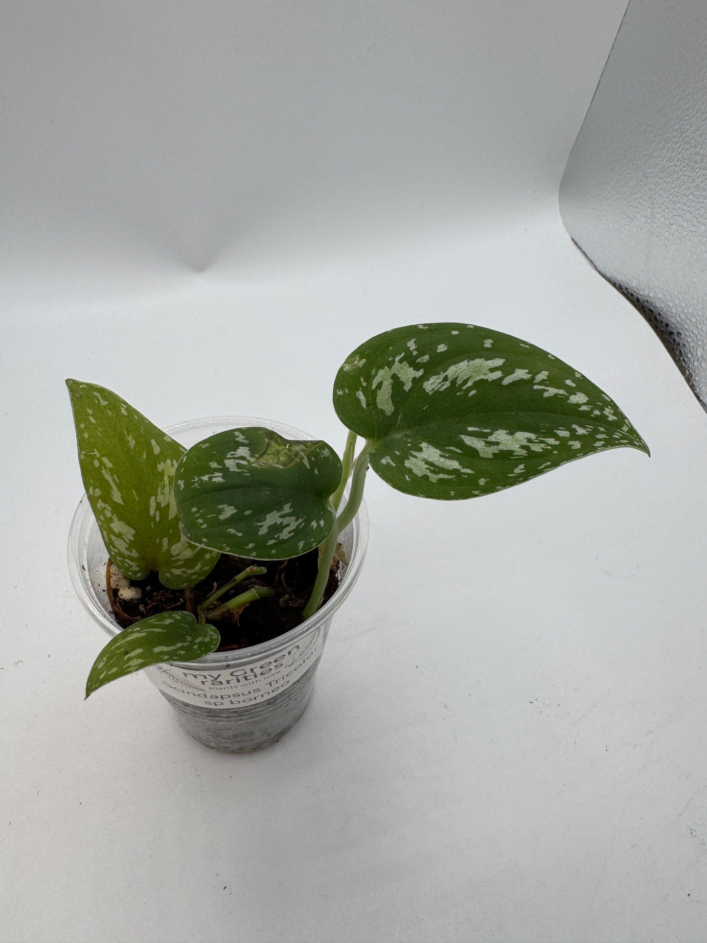 Scindapsus Tricolor sp Borneo
