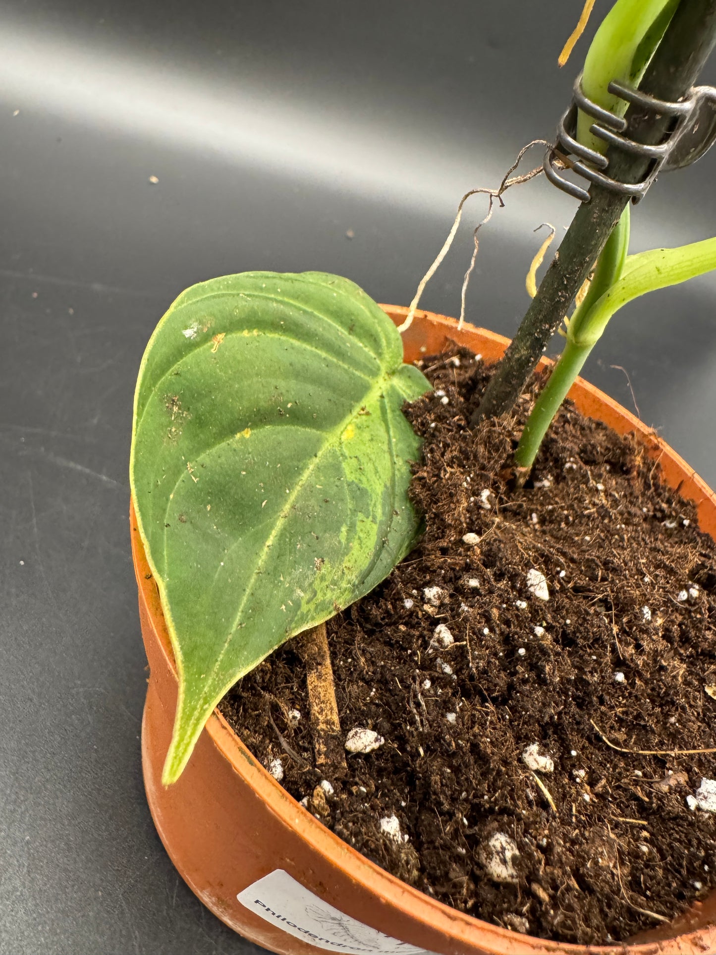 Philodendron melanochrysum variegata