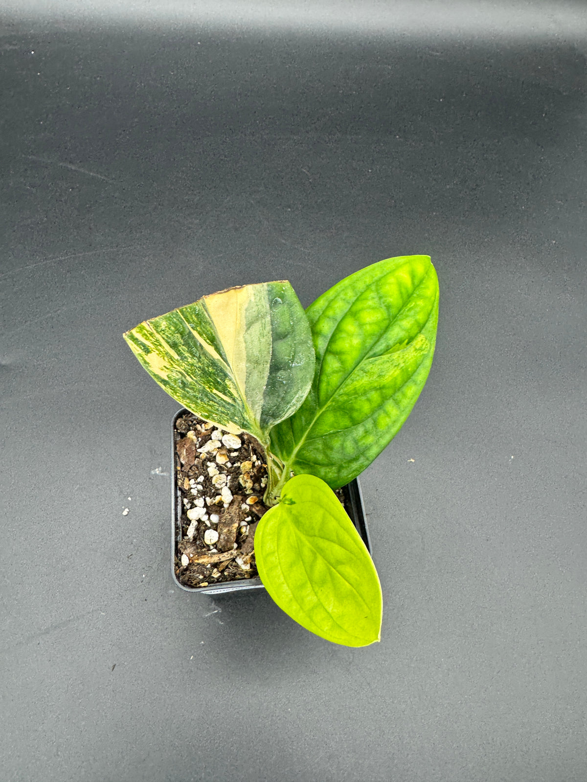 Monstera karstenanium Peru variegata
