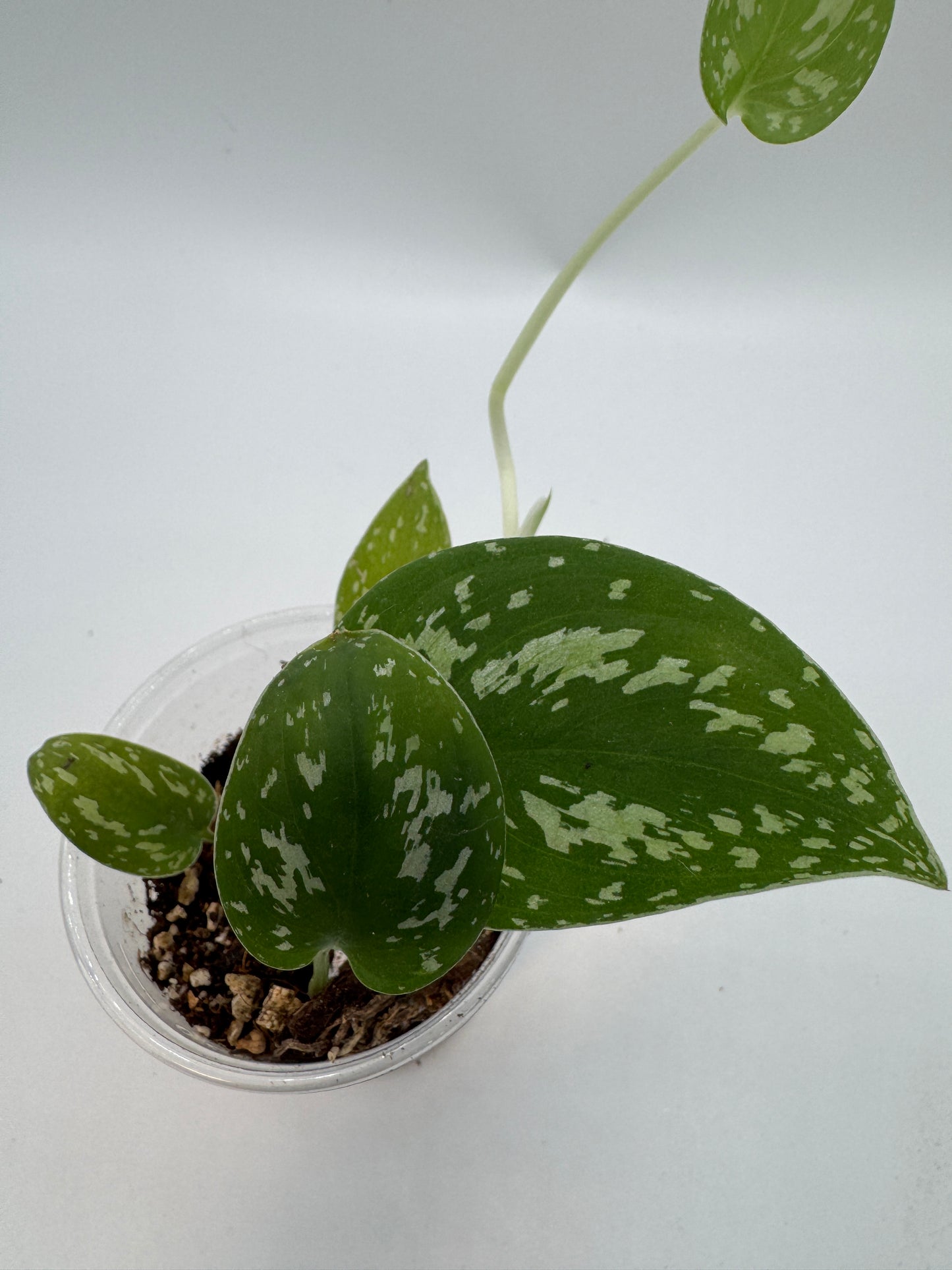 Scindapsus tricolor