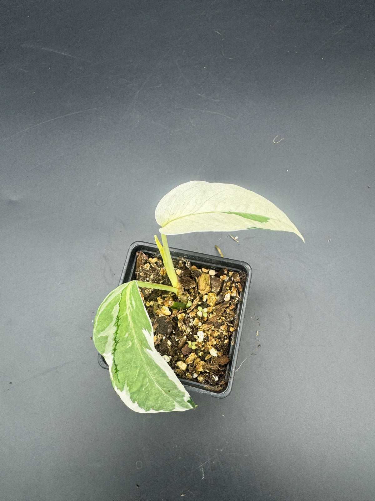 Epipremnum pinnatum Ghostie