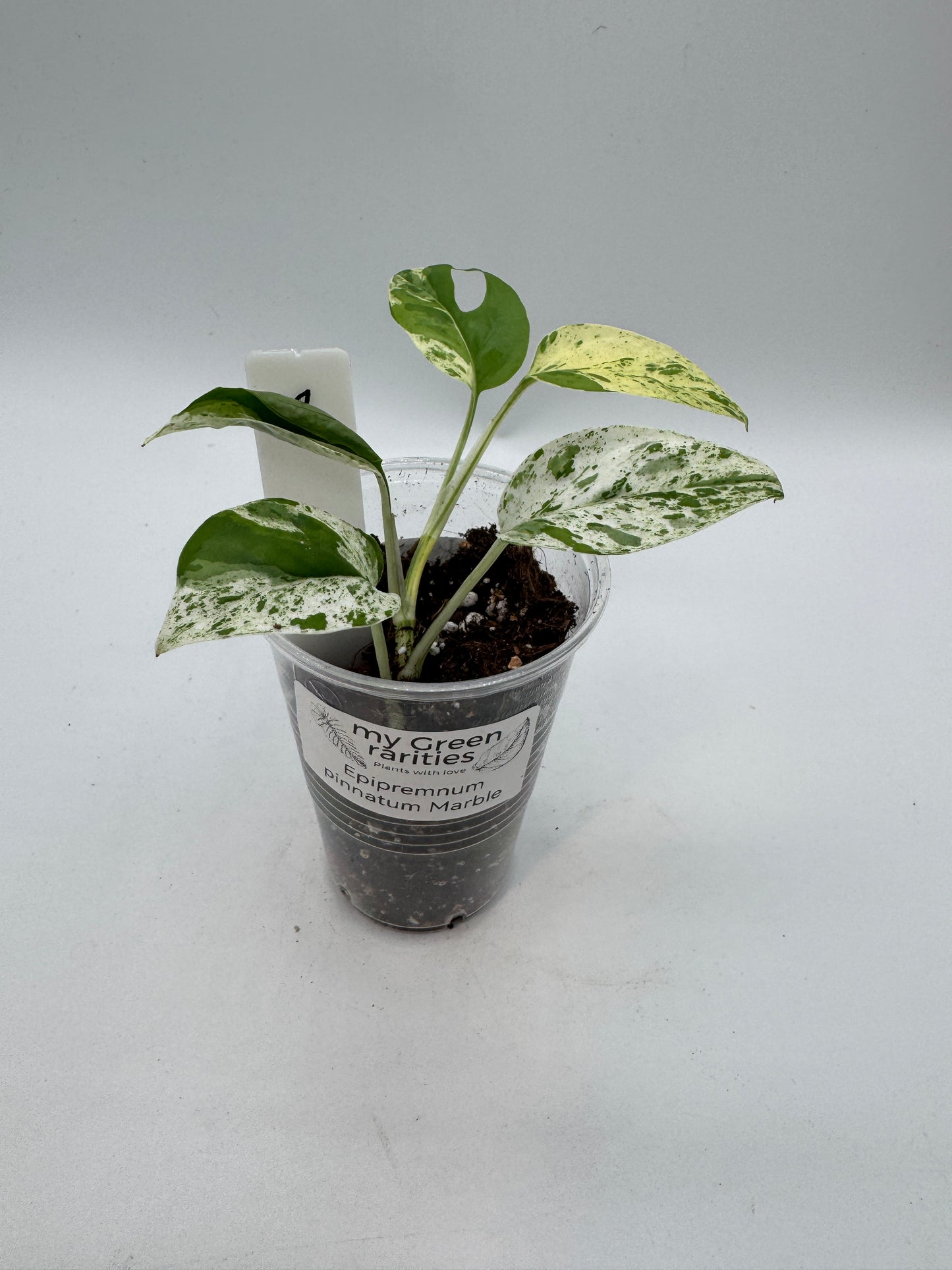 Epipremnum pinnatum marble